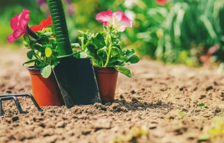 מהם האתגרים המקצועיים בהקמת ריאה ירוקה על גגות בלב העיר?