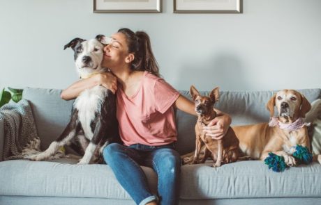 מזון כלבים ומזון יבש לחתולים: כל מה שצריך לדעת