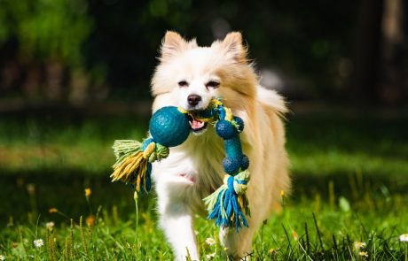 פתרונות טיפול לכלבים מותאמים: אילוף כלבים מומחה ושירותי פנסיון מרכזי