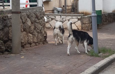 מבצעי אכיפה גלויים וסמויים עולים הילוך בכפר סבא: אספו את גללי הכלב או שלמו ביוקר