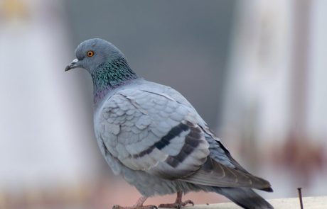 פתרונות יעילים להרחקת יונים מגג רעפים